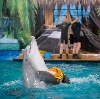 Дельфинарии, океанариумы в Тольятти